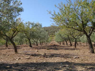 Mixed Almond Trees and Olive Trees.